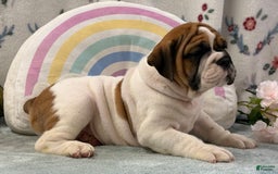 English Bulldog dogs for sale: Marshall 6597 - Image 3