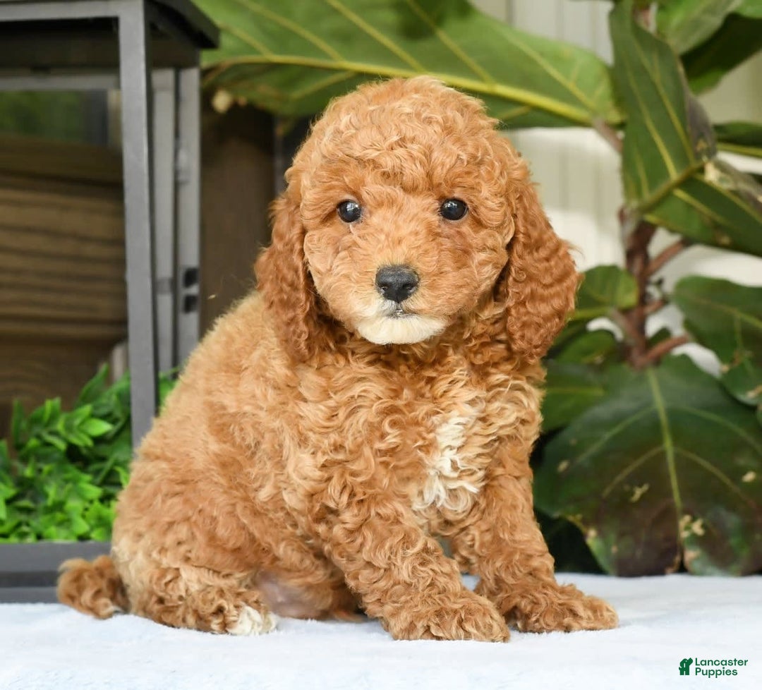 Mini Goldendoodle dogs for sale: Vance - Image 11