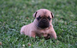French Bulldog dogs for sale: Sheila - Image 11
