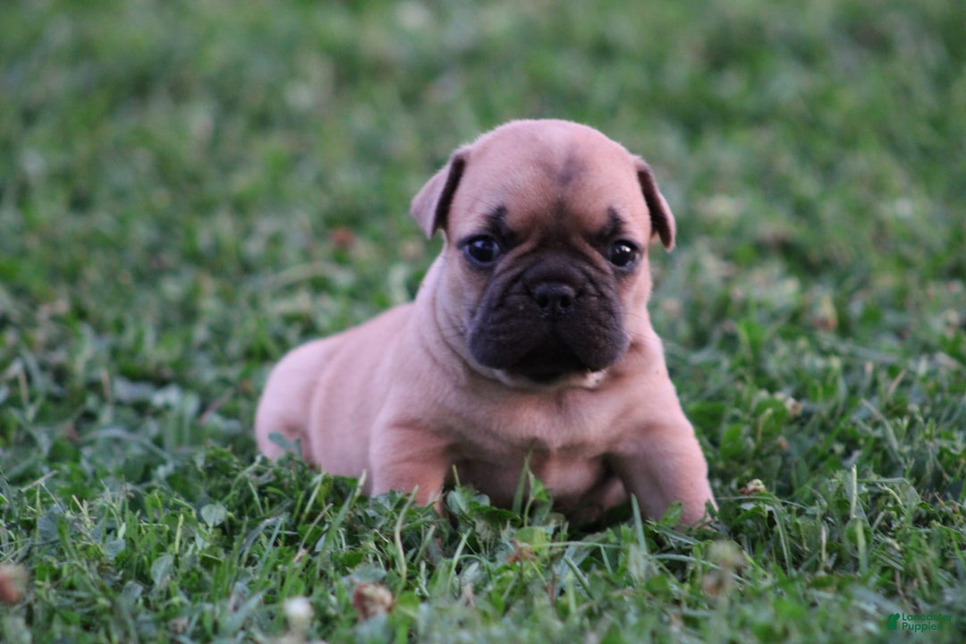 French Bulldog dogs for sale: Sheila - Image 11