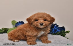 Miniature Poodle dogs for sale: Jewel - Image 1