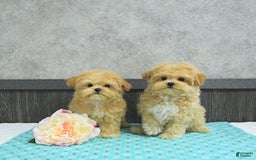 Maltipoo dogs for sale: Bella Extra Small - Image 6