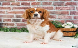 Cavalier King Charles Spaniel dogs for sale: Keisha - Image 4