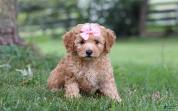 Miniature Poodle dogs for sale: Ava - Image 5