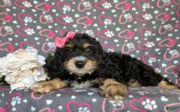 Cockapoo dogs for sale: Charmaine - Image 5