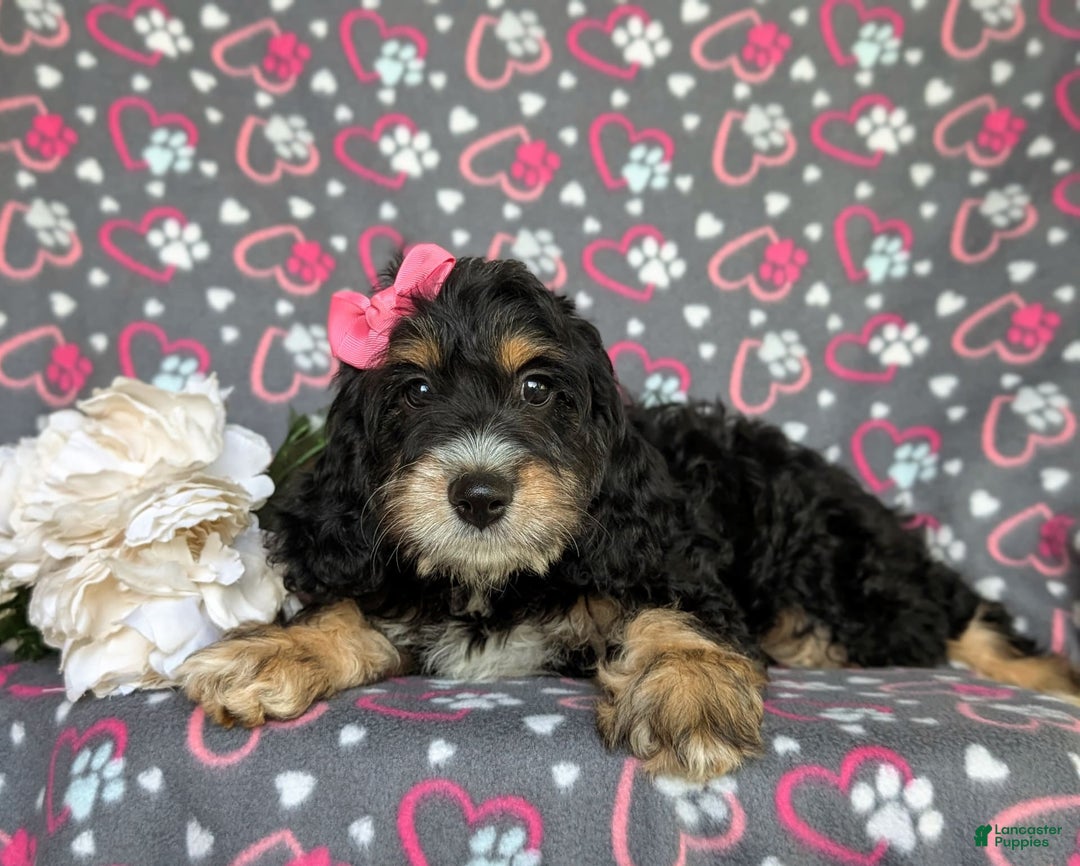 Cockapoo dogs for sale: Charmaine - Image 5