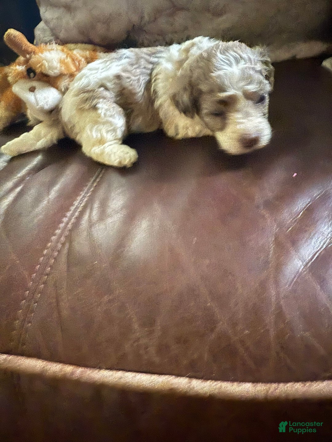 Maltipoo dogs for sale: Milo - Image 2
