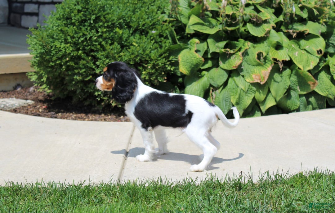 Cavalier King Charles Spaniel dogs for sale: Bear - Image 2