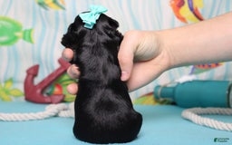 Morkie dogs for sale: Expresso - Image 5