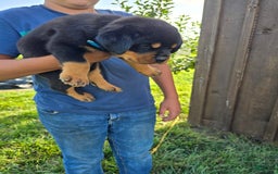 Rottweiler dogs for sale: Demi - Image 4