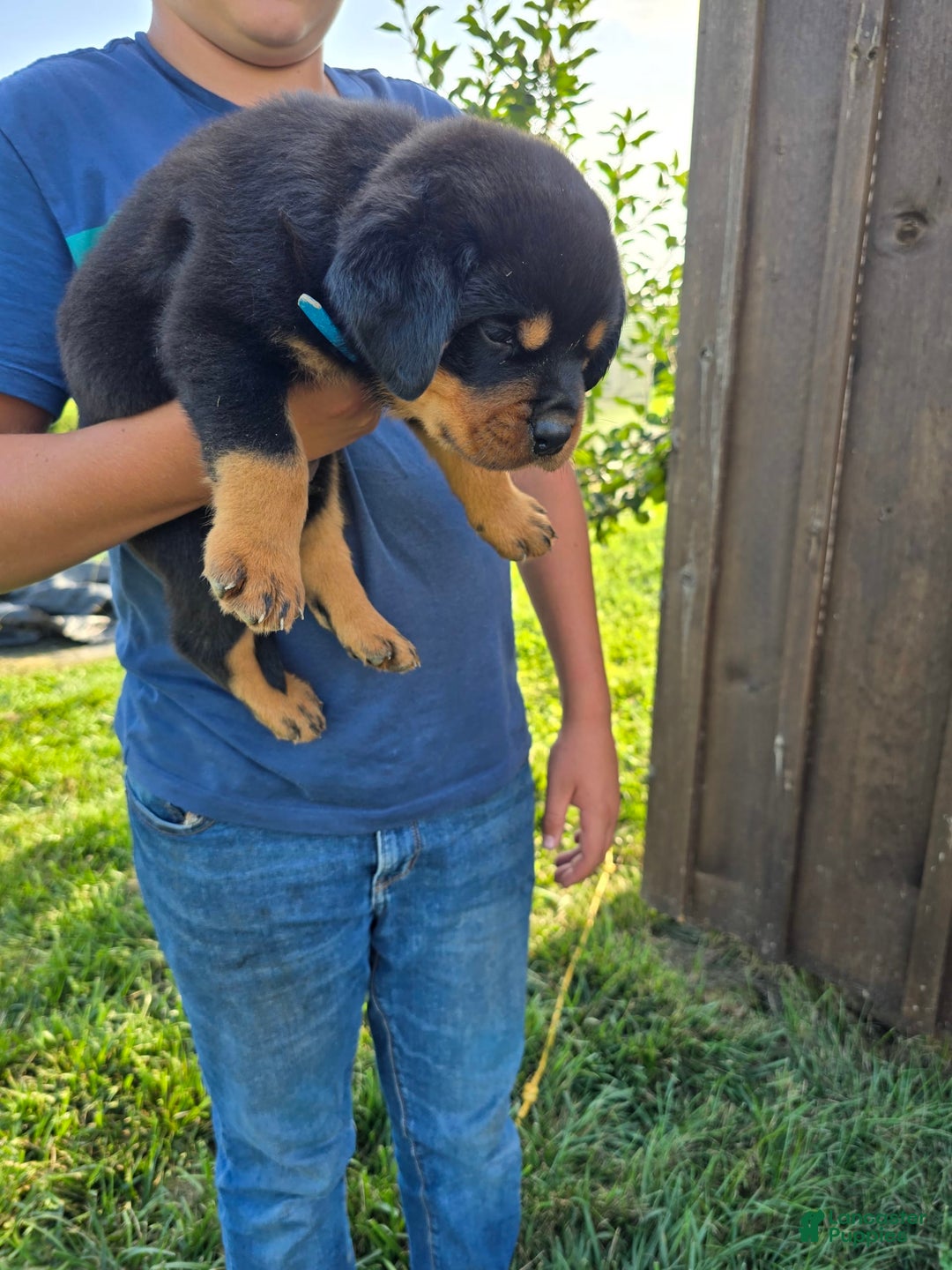 Rottweiler dogs for sale: Demi - Image 4