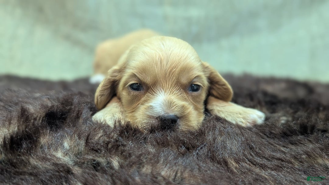Cockapoo dogs for sale: Ruffnut - Image 6