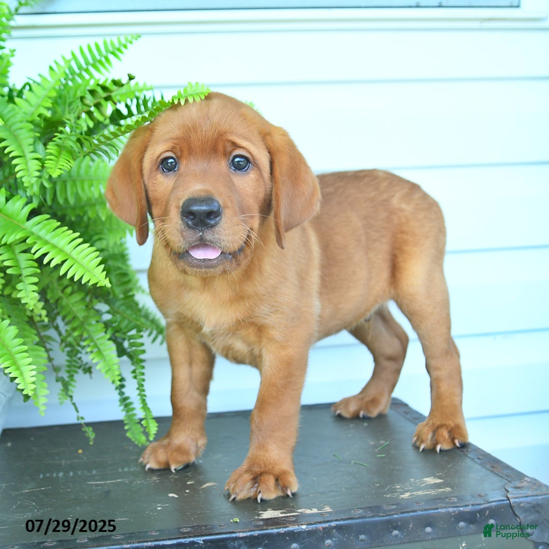Labrador Retriever dogs for sale: Yosie - Image 1