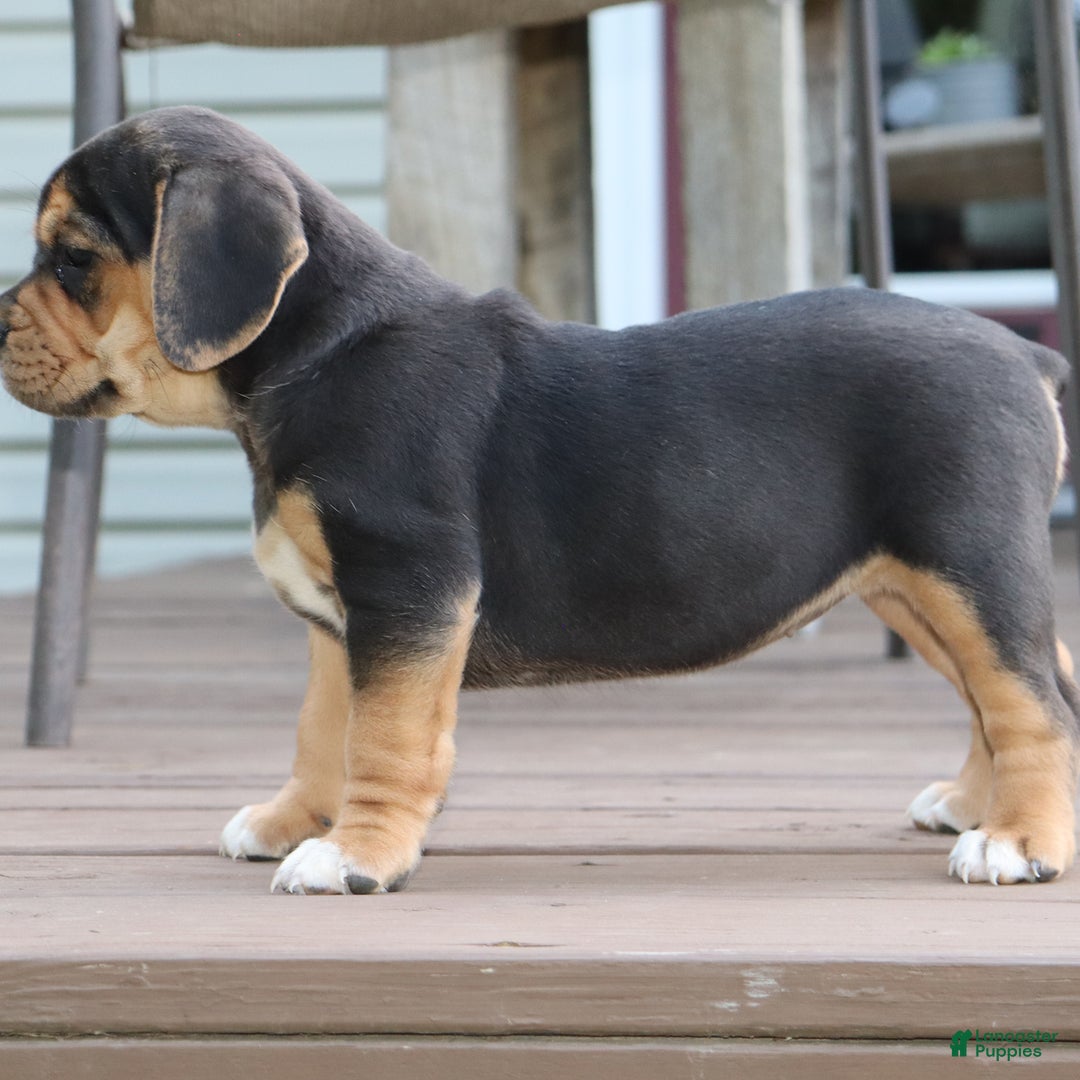 Beabull dogs for sale: Hope - Image 8
