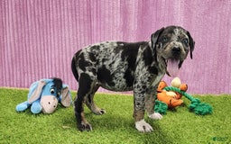 Catahoula Leopard Dog dogs for sale: Duchess 2025 Female 6 - Image 11