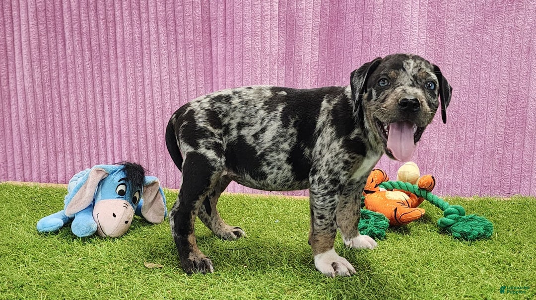 Catahoula Leopard Dog dogs for sale: Duchess 2025 Female 6 - Image 11