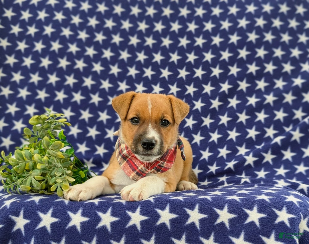 Jack Russell Terrier dogs for sale: Marshall - Image 3