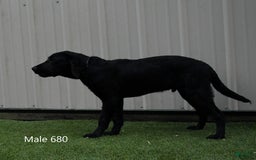 Labrador Retriever dogs for sale: Male 680 - Image 3
