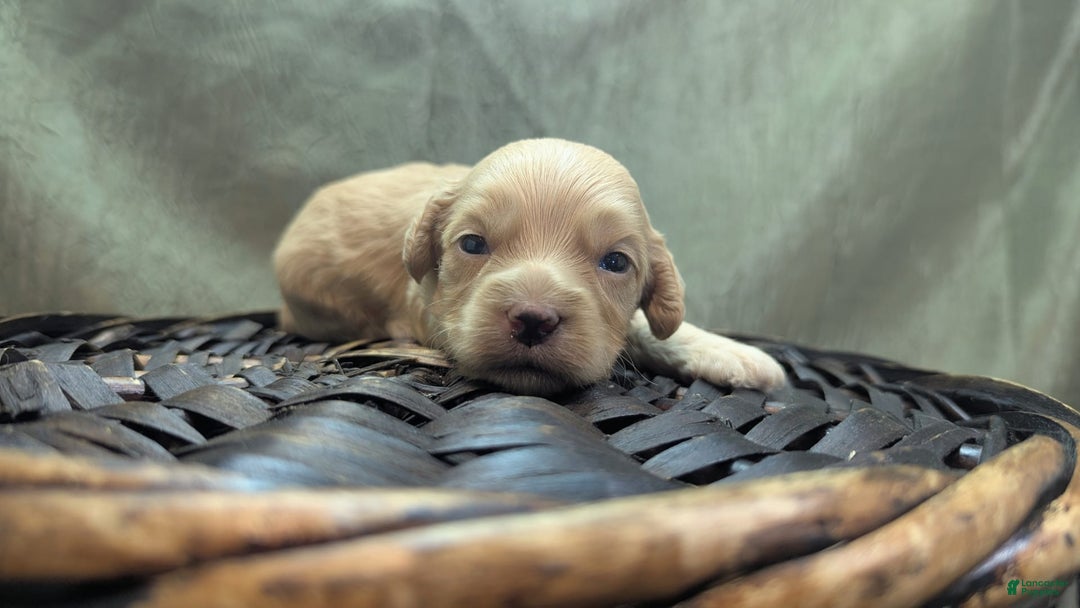 Cockapoo dogs for sale: Fishlegs - Image 4