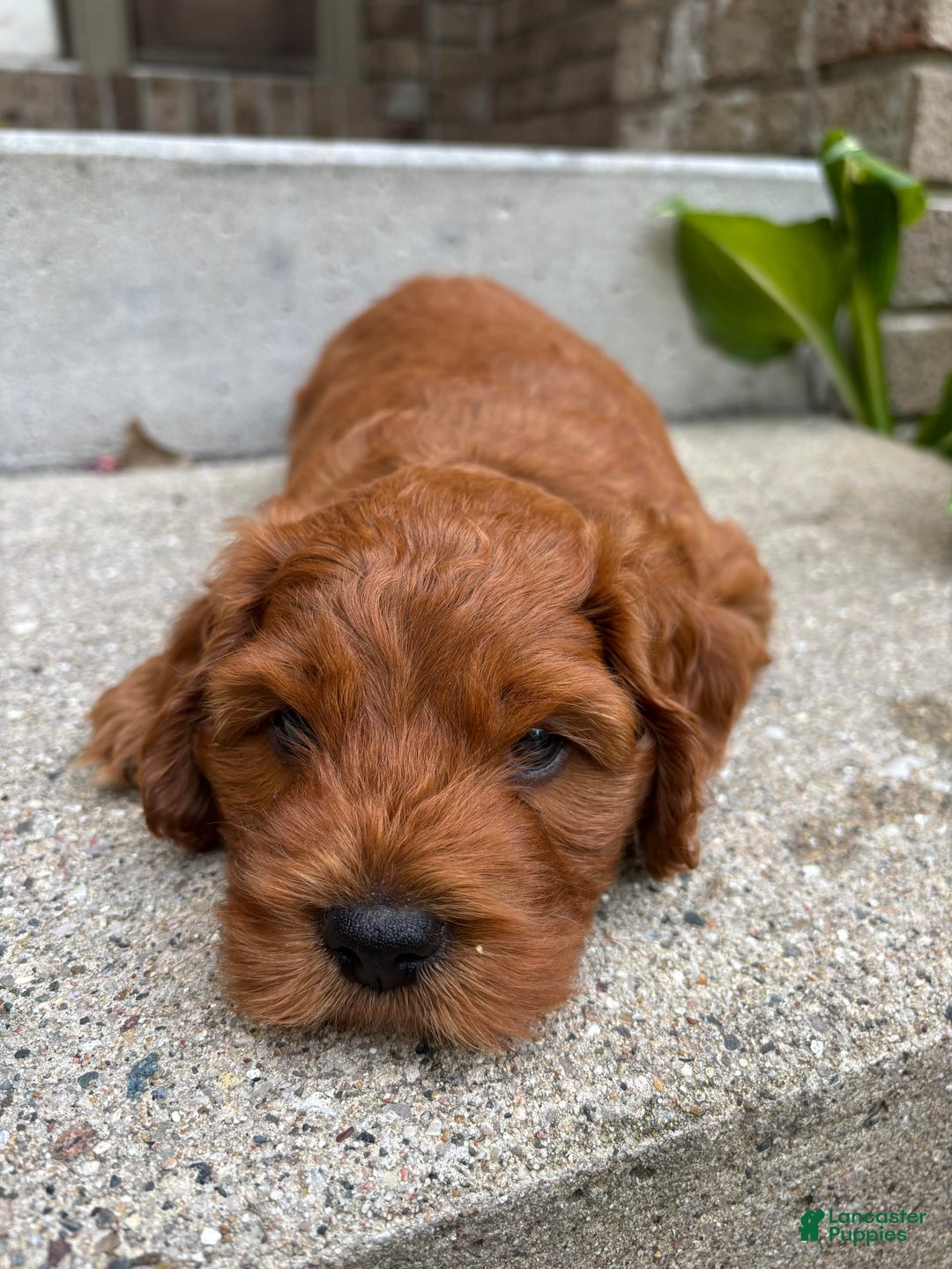 Cockapoo dogs for sale: Rory - Image 3