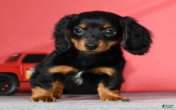 Miniature Dachshund dogs for sale: Miniature Dachshund 2 puppies - Image 15