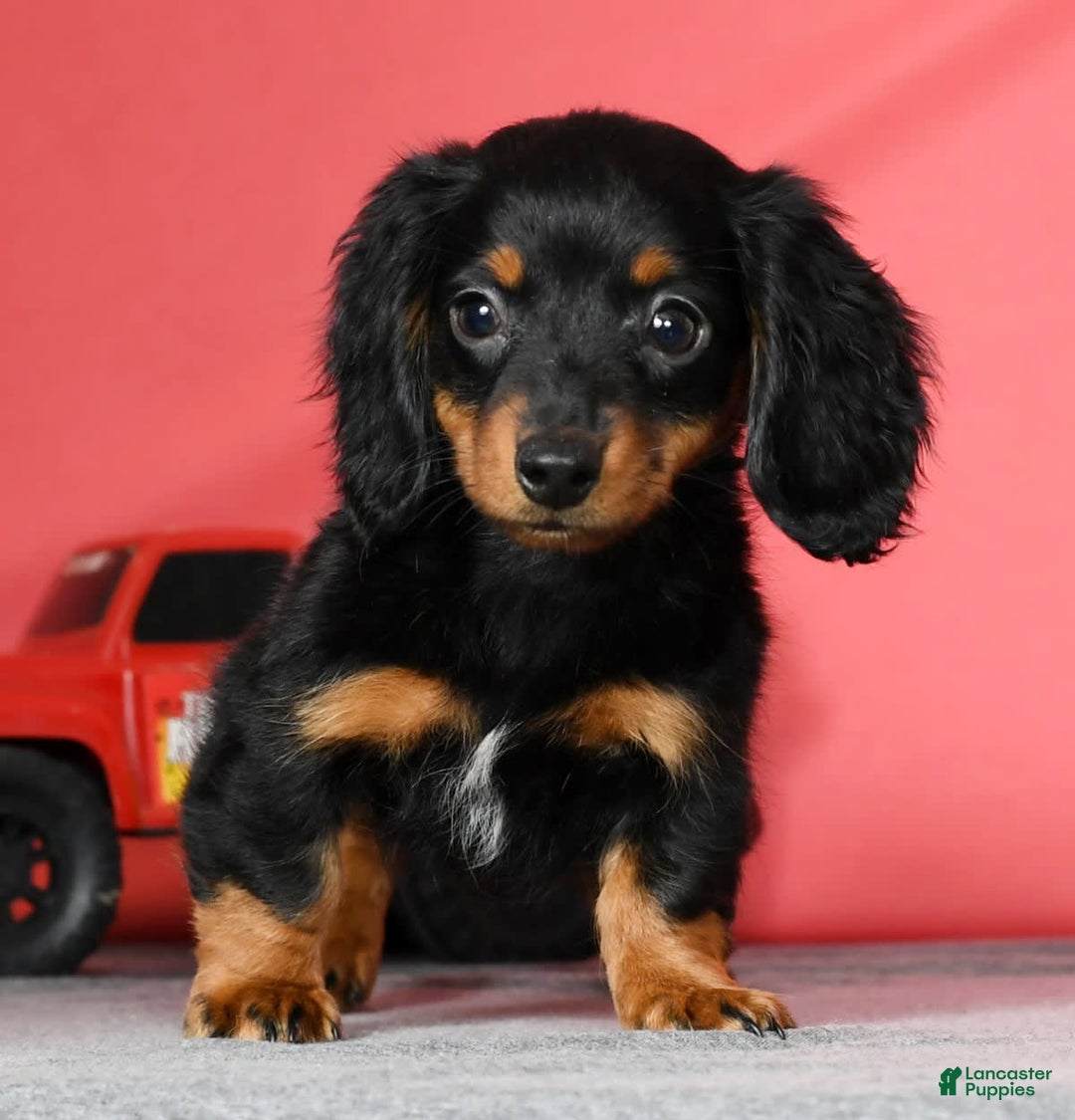 Miniature Dachshund dogs for sale: Miniature Dachshund 2 puppies - Image 15