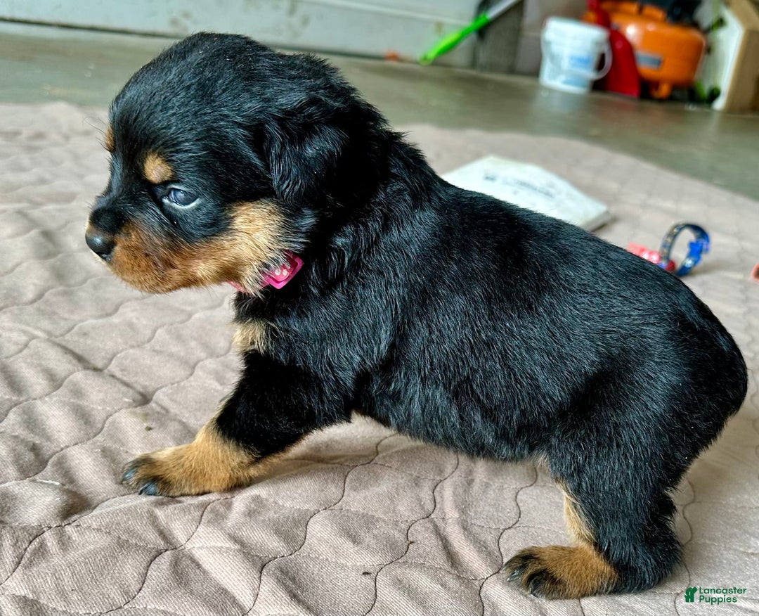 Rottweiler dogs for sale: Violet Collar - Image 4