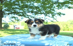 Welsh Corgi Pembroke dogs for sale: Molly - Image 3