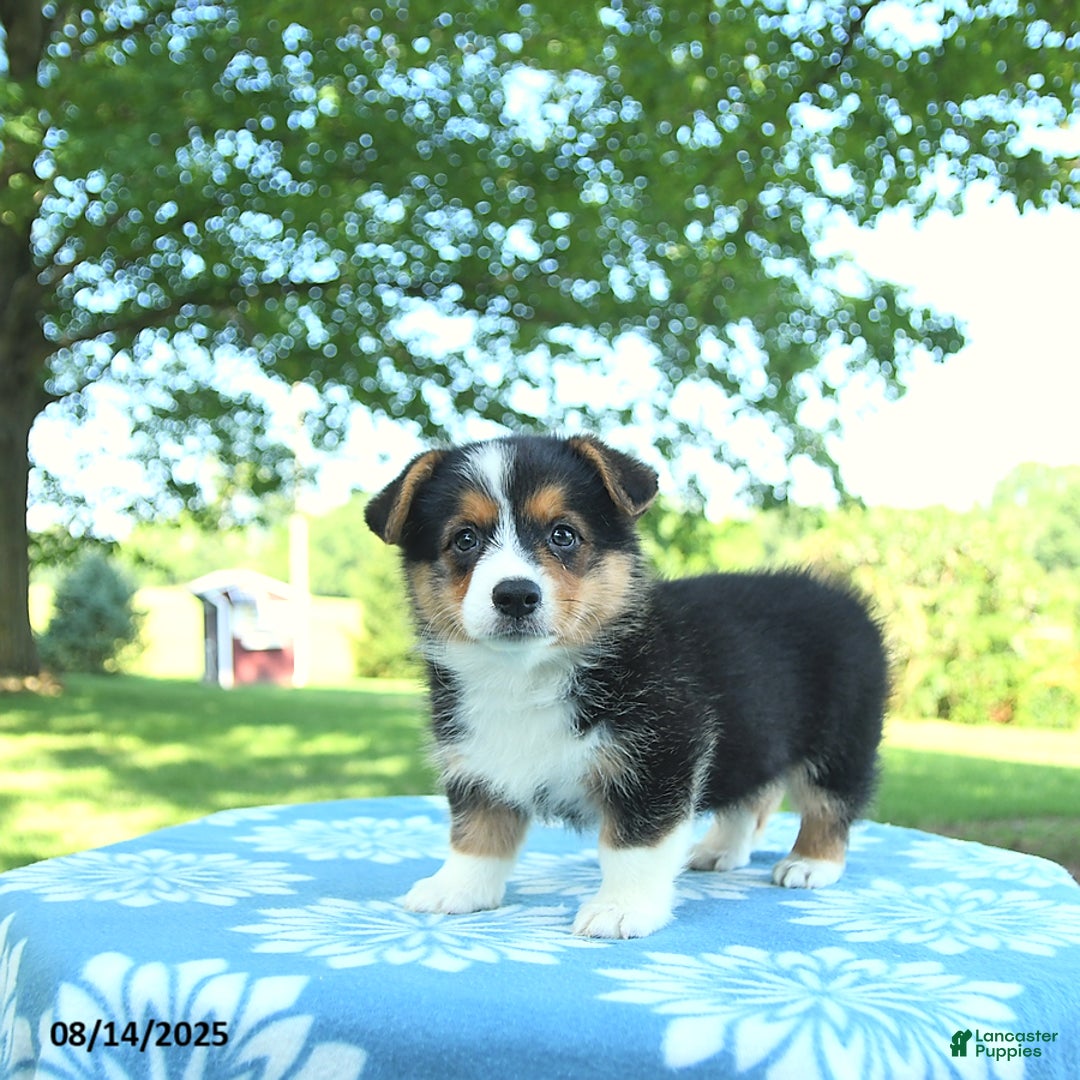 Welsh Corgi Pembroke dogs for sale: Molly - Image 3