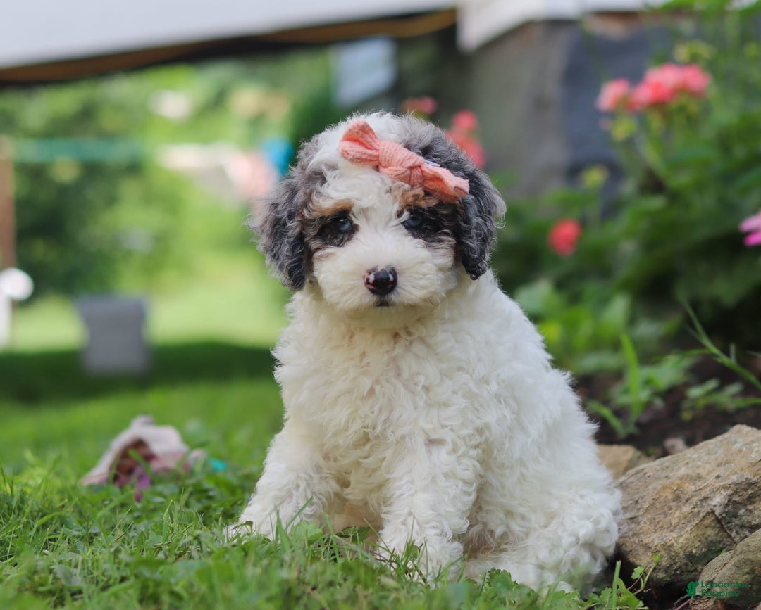 Mini Aussiedoodle dogs for sale: Jazzy - Image 7