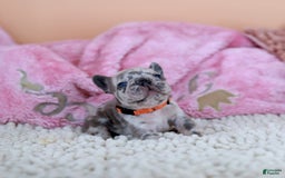 French Bulldog dogs for sale: Daisy - Image 2