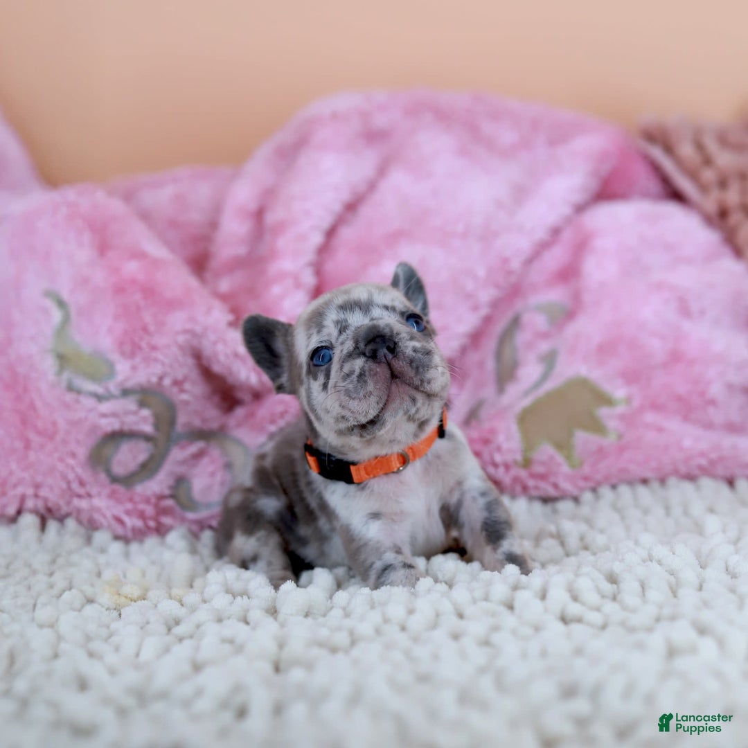 French Bulldog dogs for sale: Daisy - Image 2