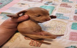 Miniature Dachshund dogs for sale: Cora - Image 19