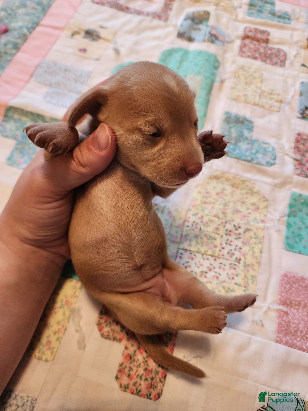 Miniature Dachshund dogs for sale: Cora - Image 19