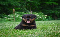 Rottweiler dogs for sale: Bella - Image 26