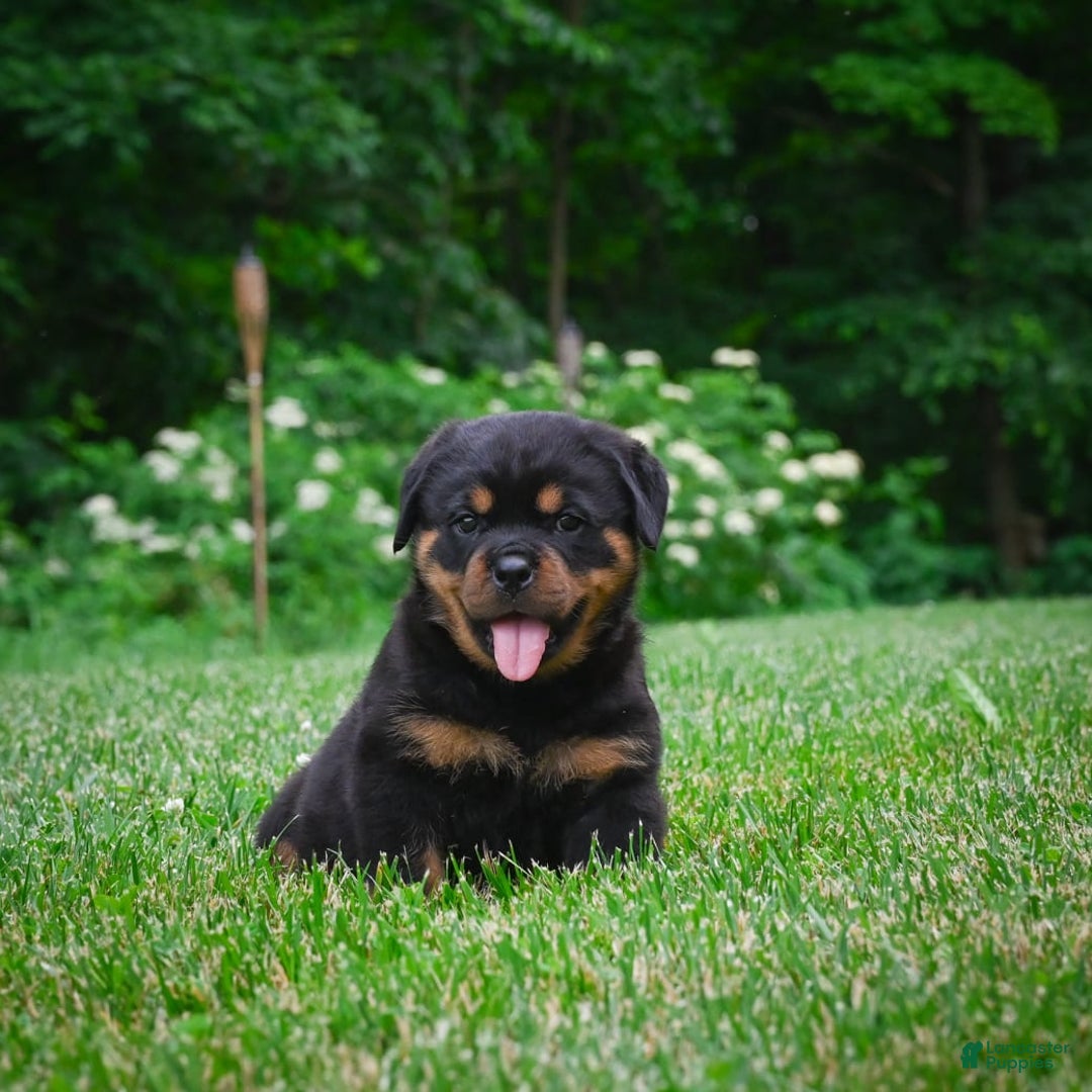 Rottweiler dogs for sale: Bella - Image 26