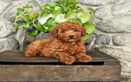 Cockapoo dogs for sale: Willow - Image 2
