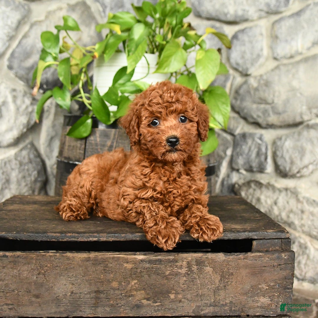 Cockapoo dogs for sale: Willow - Image 2