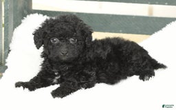 Havapoo dogs for sale: Alden - Image 6