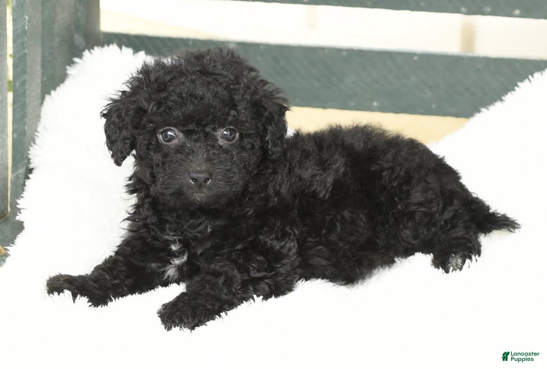 Havapoo dogs for sale: Alden - Image 6