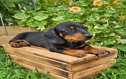 Miniature Dachshund dogs for sale: Marshall - Image 3