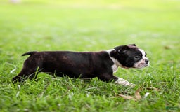 Boston Terrier dogs for sale: Daffodil - Image 11
