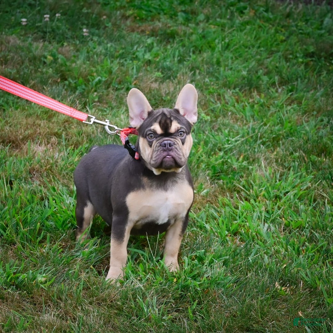French Bulldog dogs for sale: Nova - Image 3