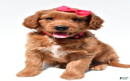 Mini Goldendoodle dogs for sale: Tasha - Image 5
