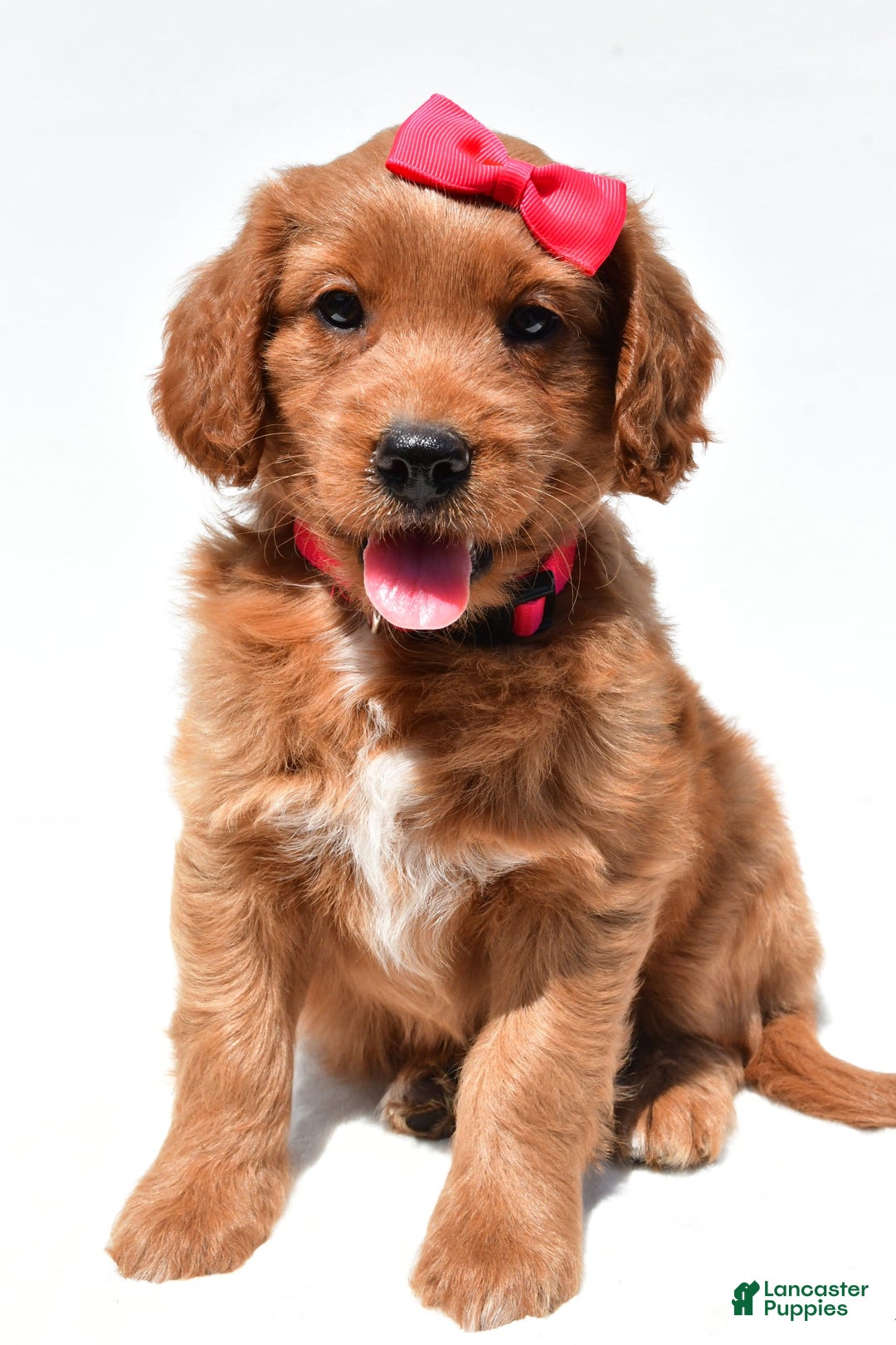 Mini Goldendoodle dogs for sale: Tasha - Image 5