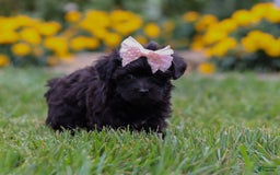 Yorkiepoo dogs for sale: Allie - Image 8