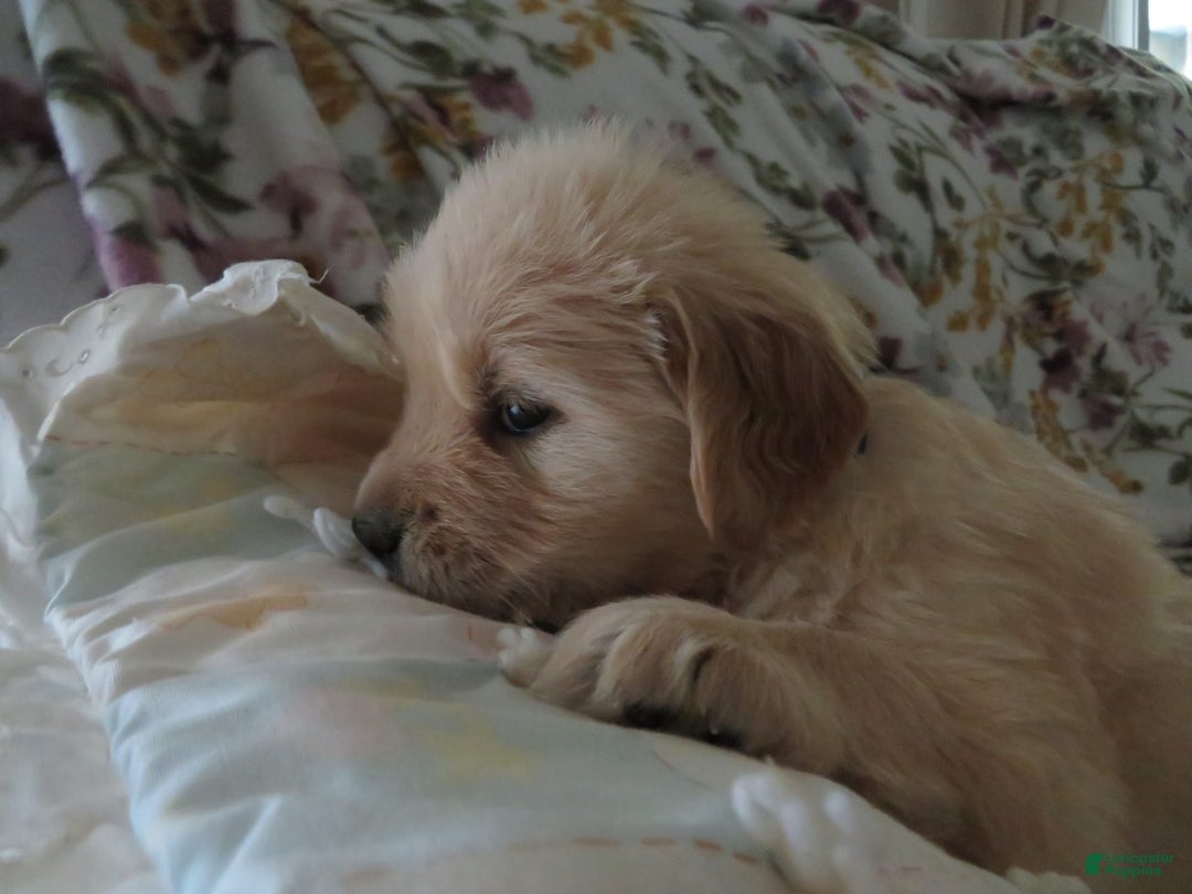 Golden Retriever dogs for sale: Hershey - Image 11