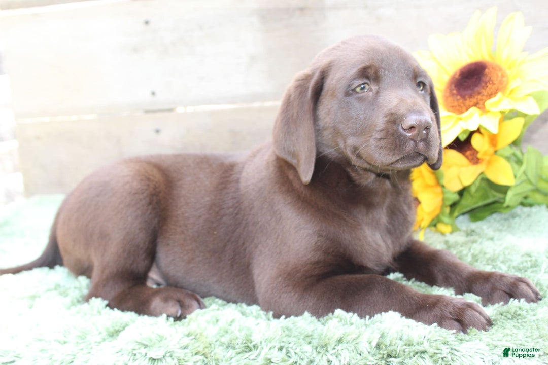Labrador Retriever dogs for sale: Buster - Image 5