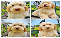 Havapoo dogs for sale: Reggie - Image 7