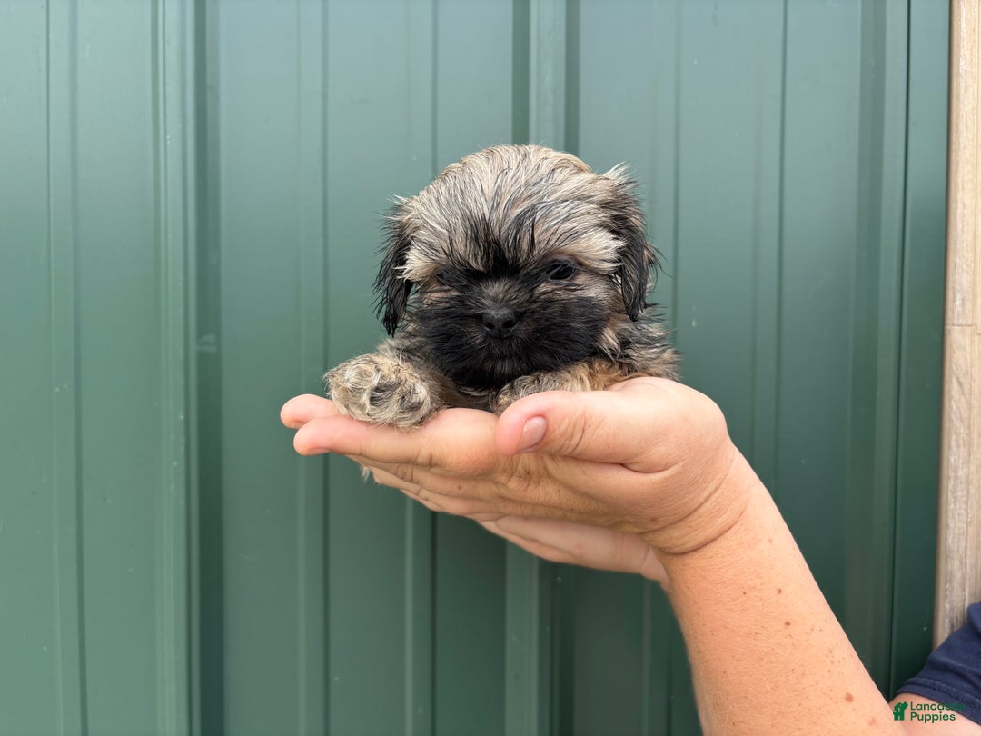 Shih Tzu dogs for sale: Bonbon - Image 4